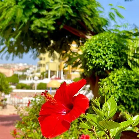 Ocean View In Orlando Апартаменты *