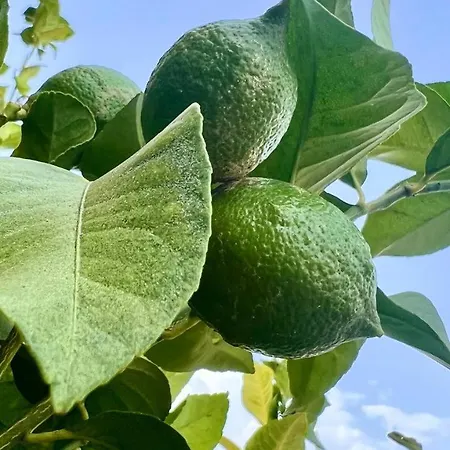 Ocean View In Orlando アパート アデヘ