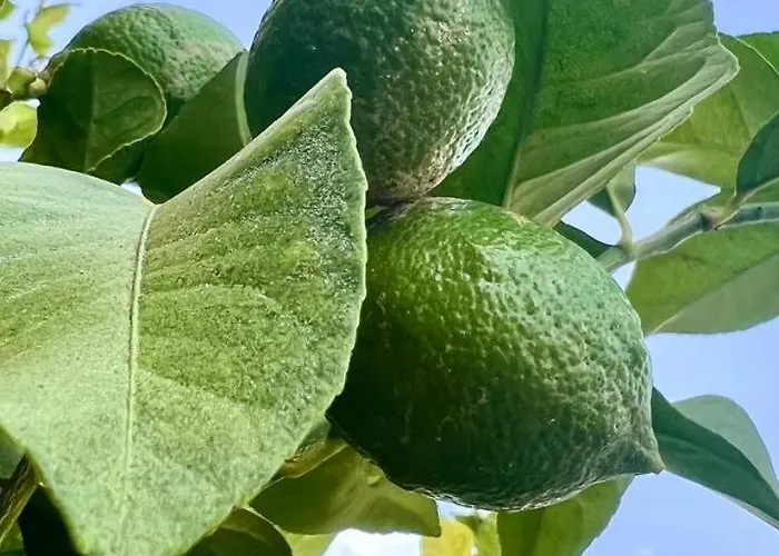 Ocean View In Orlando Apartamento Costa Adeje (Tenerife)